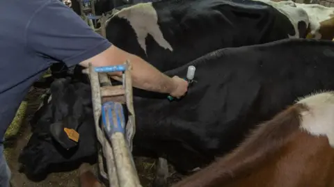 Nicolas Maeterlinck A vet administers a dose of bluetongue vaccine to a cow during a visit to a farm in Oosterzele, Belgium.