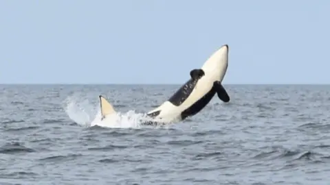 Orca jumping from the sea, the black and white mammal's frame is against a blue sea and sky.