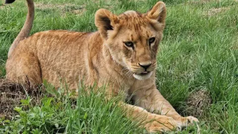 Port Lympne A young lion lying on grass