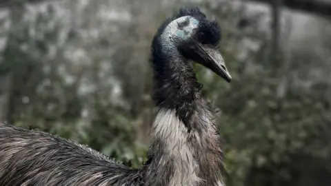 Chloe Drew A black, grey and white feathered emu looking to the right, with blue and white colours around his ear, and a pointed black shiny beak. 