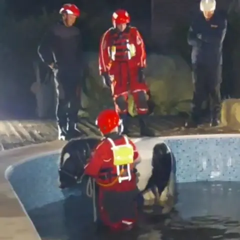 RBFRS Black and white small horse at edge of pool with firefighter in the pool with the horse. 