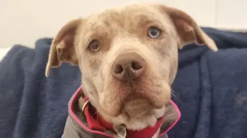 RSPCA A dog sitting on a sofa with a dark blue blanket. She is wearing a grey jumper with pink detailing on the edges and a pink collar.