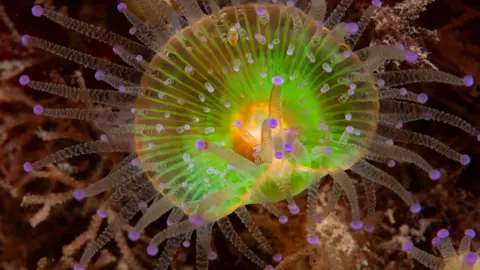 Paul Parsons A close up of a multi-coloured jewel anemone with lots of clear tendrils