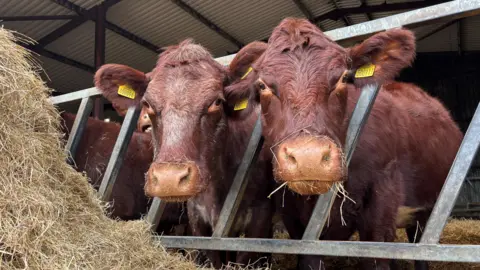 BBC Two cows, standing next to one another, peering at the camera. Hay is displayed on the left hand side of the image. 