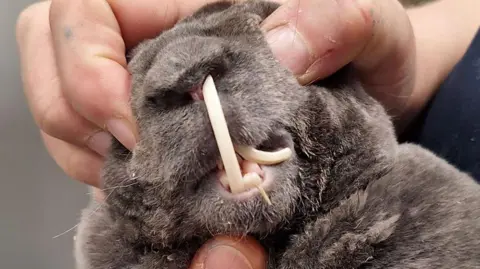 A close up of the grey rabbit with a long teeth growing upwards to its nose