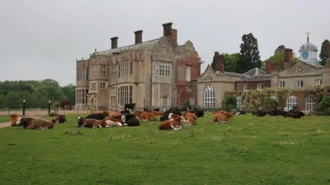 Hugh Venables/Geograph A grand country house, with large ornate windows, gable ends and towering chimneys. It is surrounded by greenery and fields and there is a herd of cattle, mostly lying down in front of the property. 