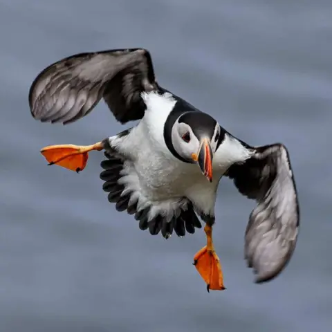 Paul Shaw Puffin in flight with wings outstretched.
