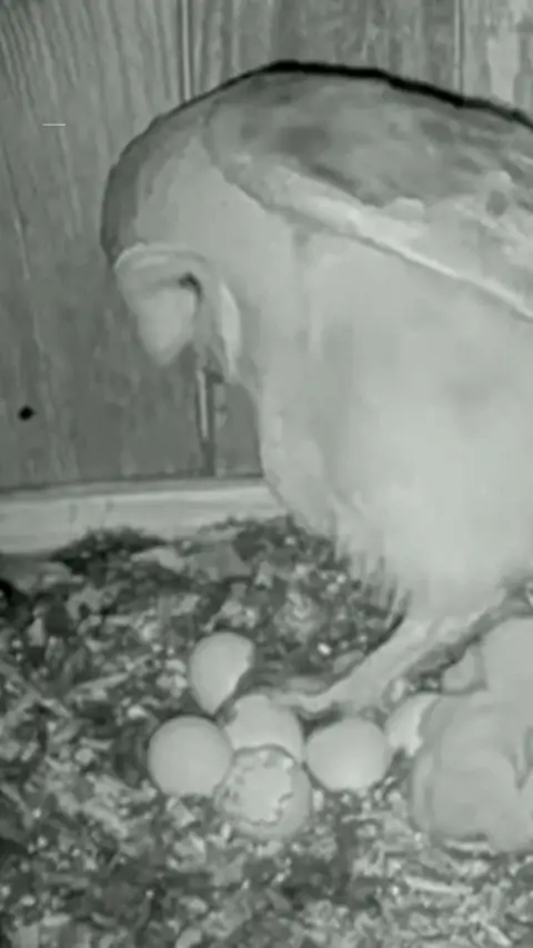 A black and white image shows a barn owl inside a bird box next to its unhatched eggs. It is raising a wing. The bird box is made of wood.