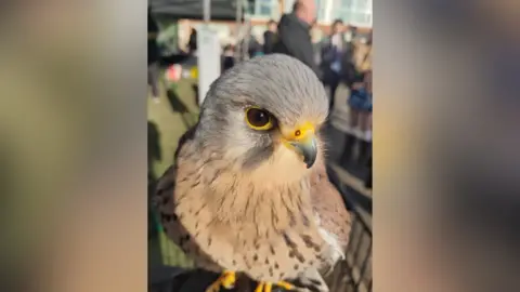 Berkshire Birds of Prey Bird of prey staring straight at the camera. Silver head and orangey brown body