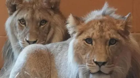 Two lions are sitting against a beige brick wall on straw. One is in the foreground staring at the camera, one is sitting behind him, also looking forward.