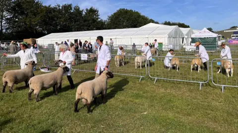 Phil Harrison/BBC Sheep in pens being led by people in white coats.