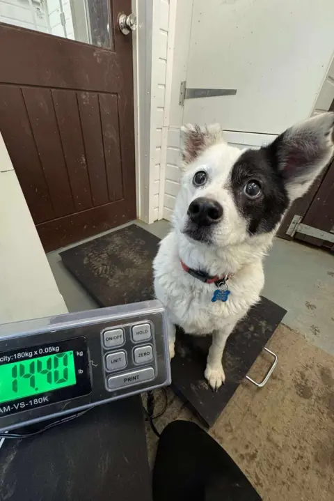 Oakwood Dog Rescue A black and white dog sat up and looking with wide eyes upwards. He has a red collar on with a blue bone charm on it. He has a black patch over one of his eyes and half an ear is missing. He is stood on the scales which read 14.40kg.