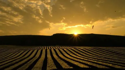 Mitchell McMinn The sun rises over the maize cloches at Tinwald in Dumfries and Galloway. The whole picture is cast in yellow light contrasting with dark shadows, with straight strips on cloches across the field