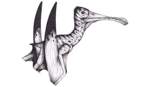 An artist's impression of a pterosaur - with a long beak and large feather-less wings