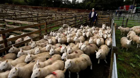 Getty Images A farmer herds sheep from a pen at Lairg lamb sale.