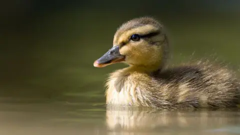 VisitWest A brown and yellow gosling duck on some water.