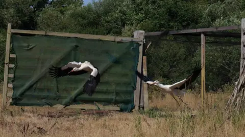 Tanya Forbes First flight of two storks released from their pen.