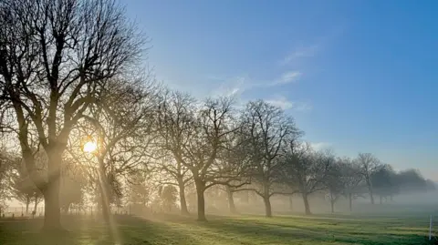 Claire-the-Pear A line of trees at the edge of a field. The sun glints through the branches, and mist is on the ground.