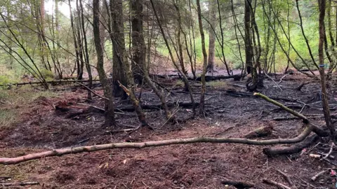 Forestry England Fire damage in a forest