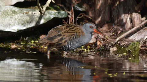 Duncan Murdoch A water rail sits in a pool of water eating a tiny grub or caterpillar.