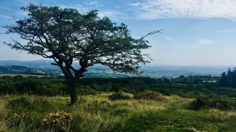 A tree in an open landscape