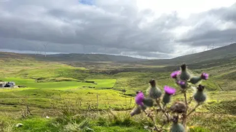 Viking windfarm in the distance, thistle in the foreground