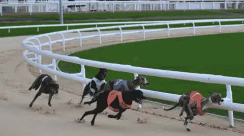 Five greyhounds are taking part in greyhound racing at Dunstall Park