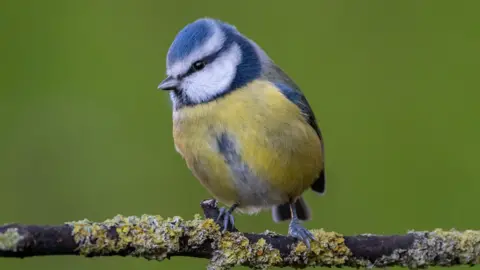 The image shows a blue tit perched on a branch.