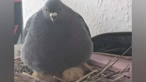 A pigeon, sitting on a nest, in a bathroom, next to a makeup bag. A white wall is behind them. You can see two chicks underneath the female pigeon. Twigs and straw are in the nest. 