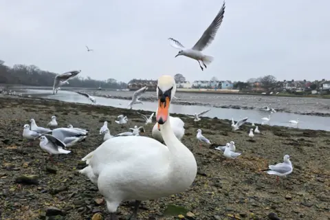 Yen Milne A swan at the front looks straight at the camera. Seagulls flock and fly around it. 