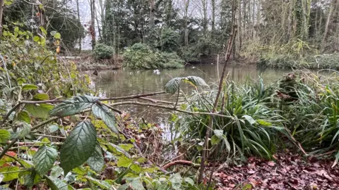 Tom Jackson/BBC A small river is surrounded by trees and bushes. There are several birds in the water.