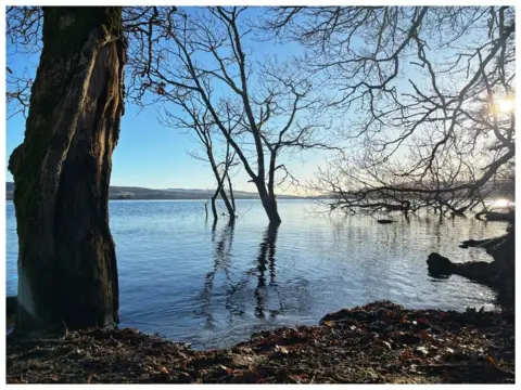 David MacKenzie Loch Lomond with tree branches dipping into it. The sun is shining on the water.
