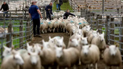Getty Images Sheep being herded down a corridor between pens with metal gates at Lairg lamb sales.