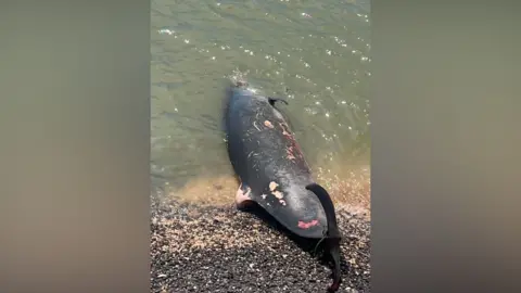 Tracy Burry A deceased whale is lying partly on shingle and partly in the sea on a beach