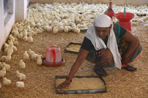 Getty Images Seorang karyawan yang bekerja di sebuah peternakan unggas di desa Koregaon Mul, sekitar 30 kilometer dari kota Pune India barat. 