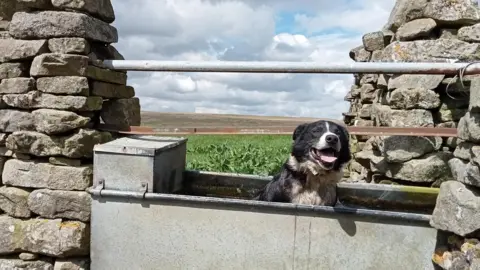 A black and white sheep dog in a tin trough facing the camera with their eyes closed and tongue out panting. There is a stone wall on either side of the trough. Behind is a large expanse of flat agricultural land. The sky is covered in clouds with bits of blue peeking through.