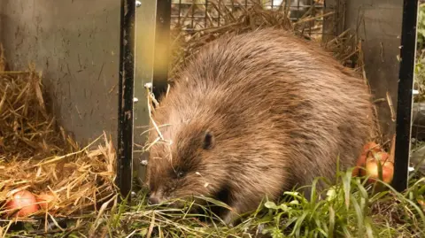 James Beck A small brown beaver peeks out of a metal cage onto long grass. There are red apples inside the cage. 