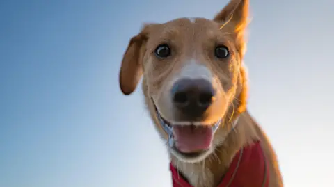 Brown dog looks at camera with tongue hanging out