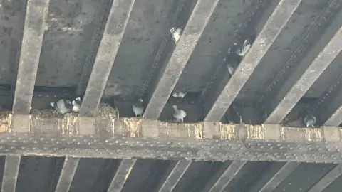 Henry Godfrey-Evans/BBC 7 or 8 pigeons nesting on ledges under a bridge