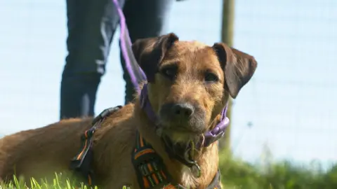 Bramble, a Patterdale cross dog, lying in the grass on her lead with her ears up