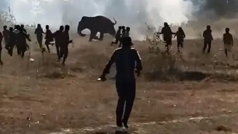 Mohammad Sartaj Alam/BBC Villagers and local officials on a field, trying to capture the elephant that has killed at least 20 people in Jharkhand's West Singhbhum district between 1 and 9 January