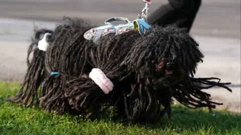 PA Media A Hungarian puli has long strands of dark brown hair which touches the floor. It is wearing pink and blue hair bobbles