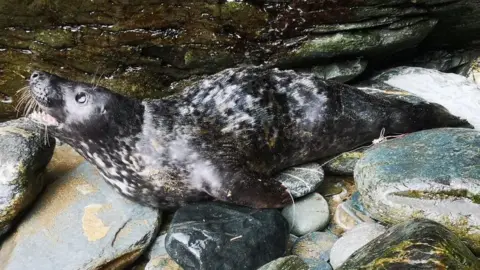 The grey seal pup lying on rocks. The fishing hooks and line are visible in its left front flipper threading to its rear flipper.