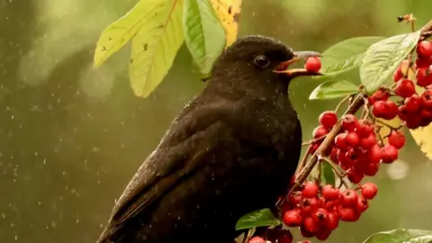 A black bird sheltering from the rain under a branch eating a berry