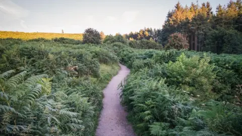 Getty Images Sunset and path with ferns either side, and trees to the right, on the North York Moors near Hawnby and Osmotherley