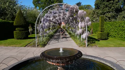 PA Media Horticulturalist Liam Anderson tends to the path under the blossoming wisteria on Wisteria Walk at RHS Wisley in Woking, Surrey.