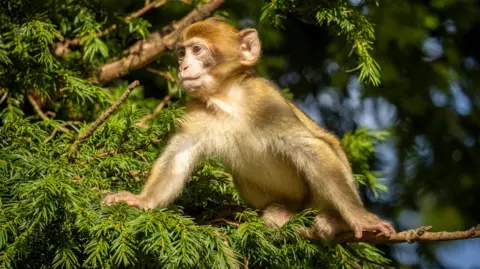 BBC Weather Watchers/Jon A small, pale brown monkey sitting in the branches of a coniferous tree.