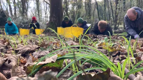 Alex Osborne, BBC Image is taken from the ground of a wood, showing brown leaves and a green spidery-plant. The conservation volunteers feature in the background, in coloured clothing and hats, with large yellow buckets to collect the invasive plant species, the 'stinking onions'. 