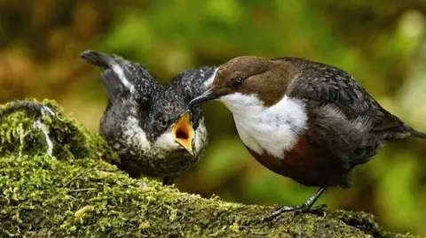 Paul Sutton Two small birds are sitting on a tree which is covered in moss.