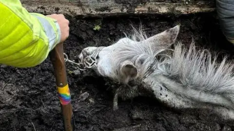 A white mule stuck up to her neck in mud. Two firefighters are digging around her.